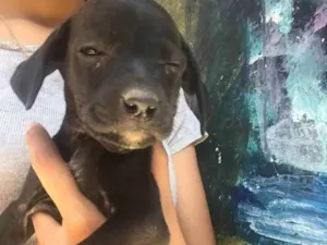 Cachorro raça  idade Abaixo de 2 meses nome Sem nome 