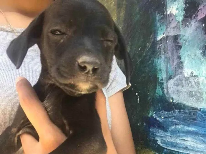 Cachorro ra a  idade Abaixo de 2 meses nome Sem nome 