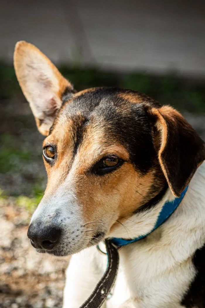 Cachorro raça SRD idade 2 anos nome Zézinho 