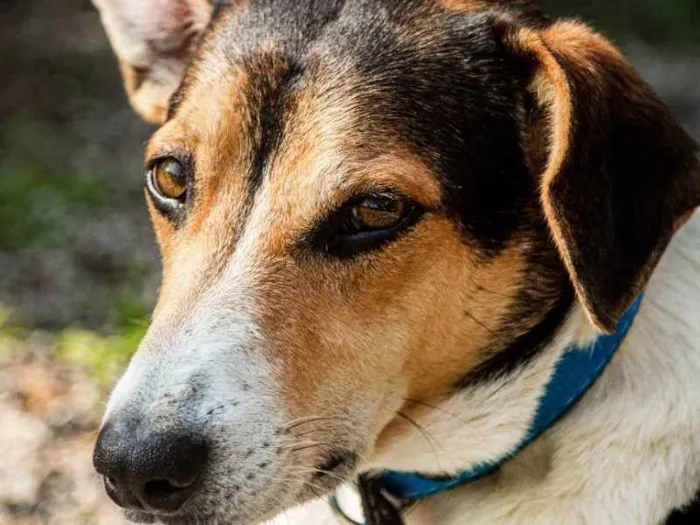 Cachorro raça SRD idade 2 anos nome Zézinho 