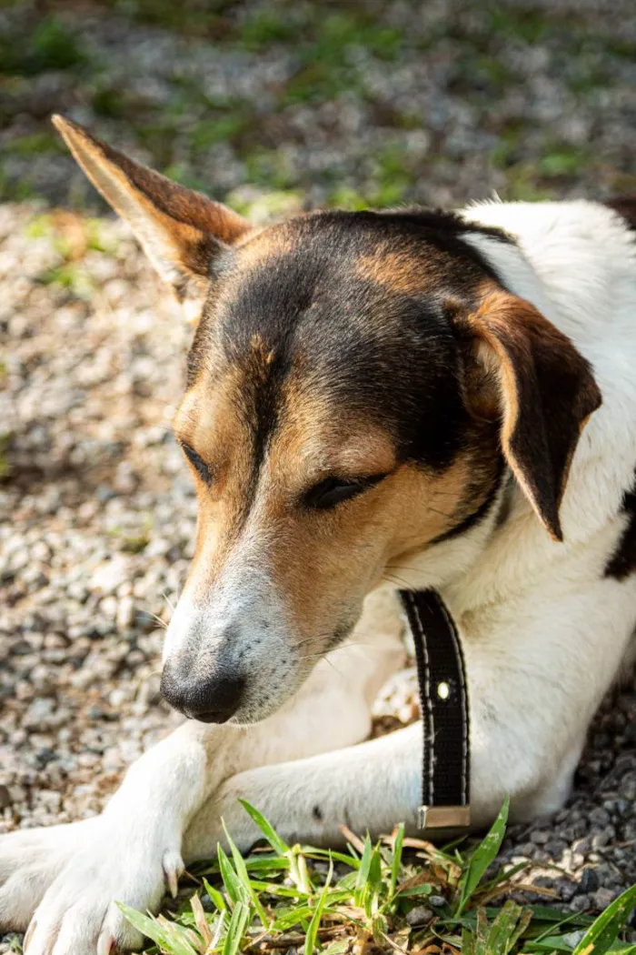 Cachorro raça SRD idade 2 anos nome Zézinho 