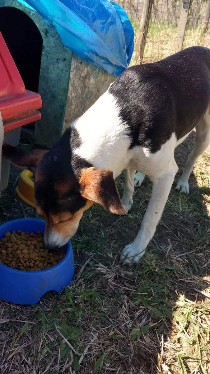 Cachorro raça SRD idade 2 anos nome Zézinho 