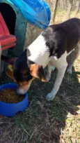Zézinho