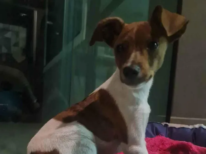 Cachorro ra a SRD idade 2 a 6 meses nome Nestor