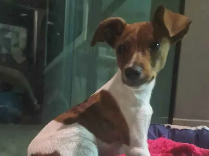 Cachorro ra a SRD idade 2 a 6 meses nome Nestor