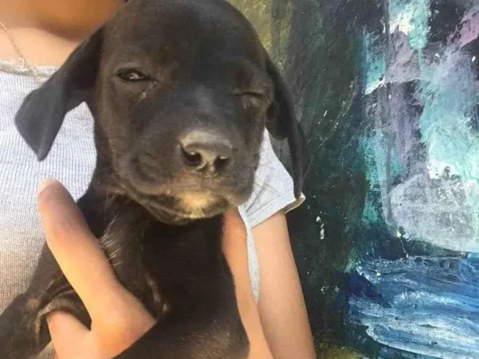 Cachorro ra a  idade Abaixo de 2 meses nome Sem nome 