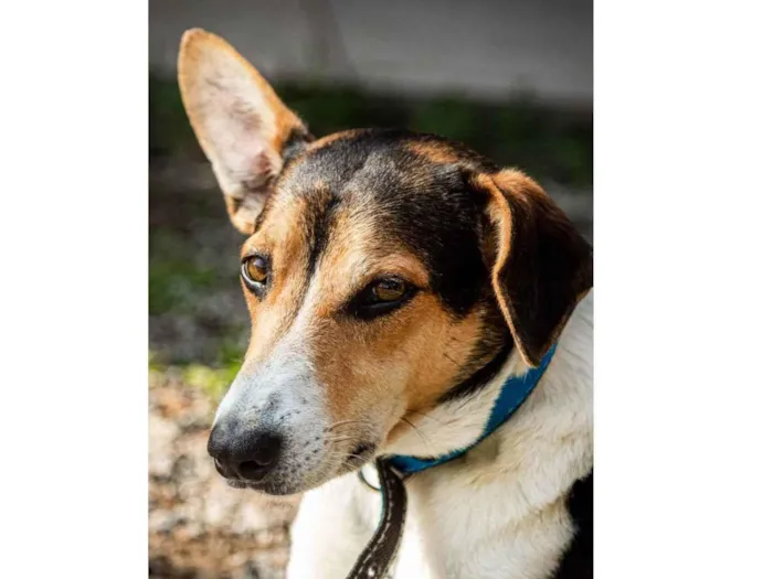 Cachorro raça SRD idade 2 anos nome Zézinho 