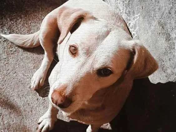 Cachorro ra a Vira-lata idade 3 anos nome Duck