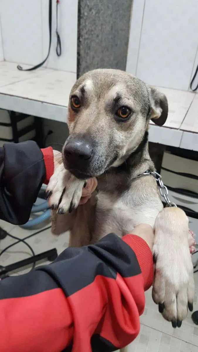 Cachorro raça SRD idade 1 ano nome Shrek