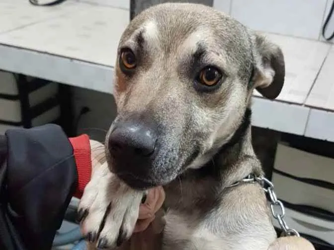 Cachorro raça SRD idade 1 ano nome Shrek