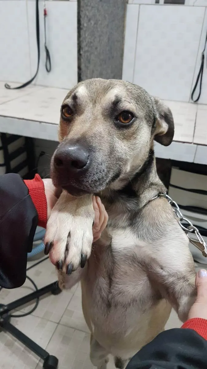 Cachorro raça SRD idade 1 ano nome Shrek