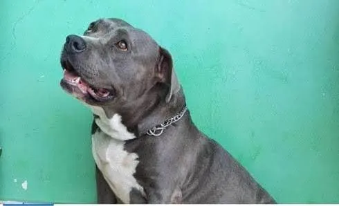 Cachorro ra a American bull idade 4 anos nome Sem nome