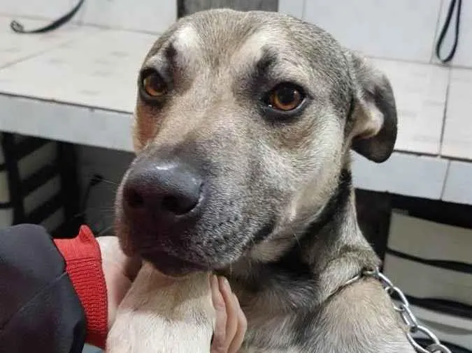 Cachorro raça SRD idade 1 ano nome Shrek