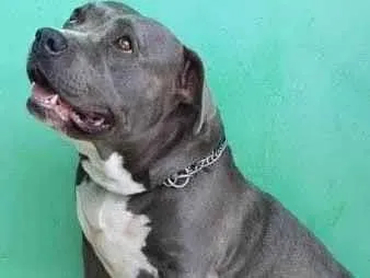 Cachorro ra a American bull idade 4 anos nome Sem nome