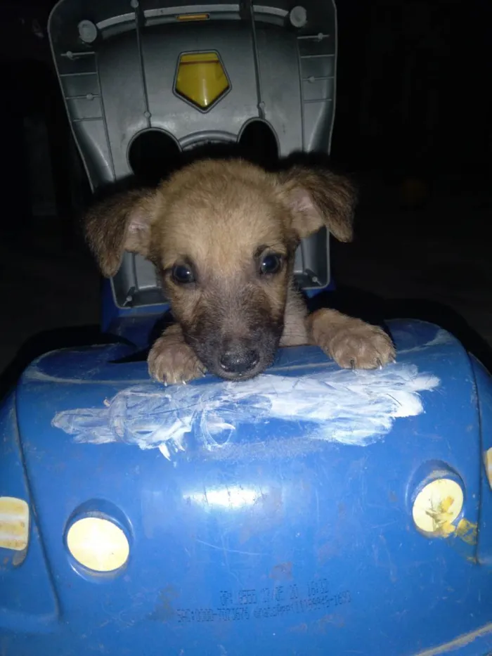 Cachorro ra a Vira-lata idade 2 a 6 meses nome Sem nome