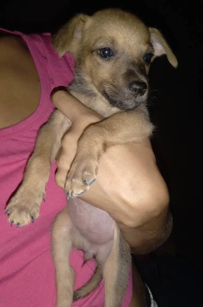 Cachorro ra a Vira-lata idade 2 a 6 meses nome Sem nome