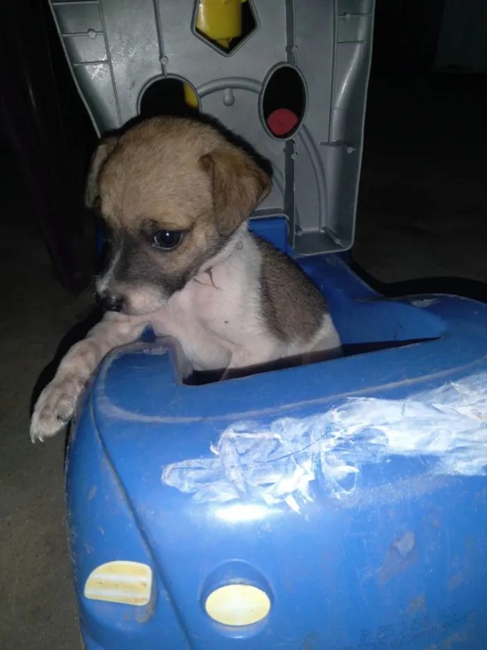 Cachorro ra a Vira-lata idade 2 a 6 meses nome Sem nome