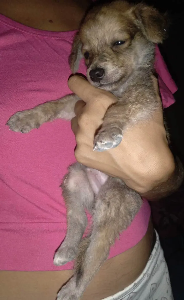 Cachorro ra a Vira-lata idade 2 a 6 meses nome Sem nome