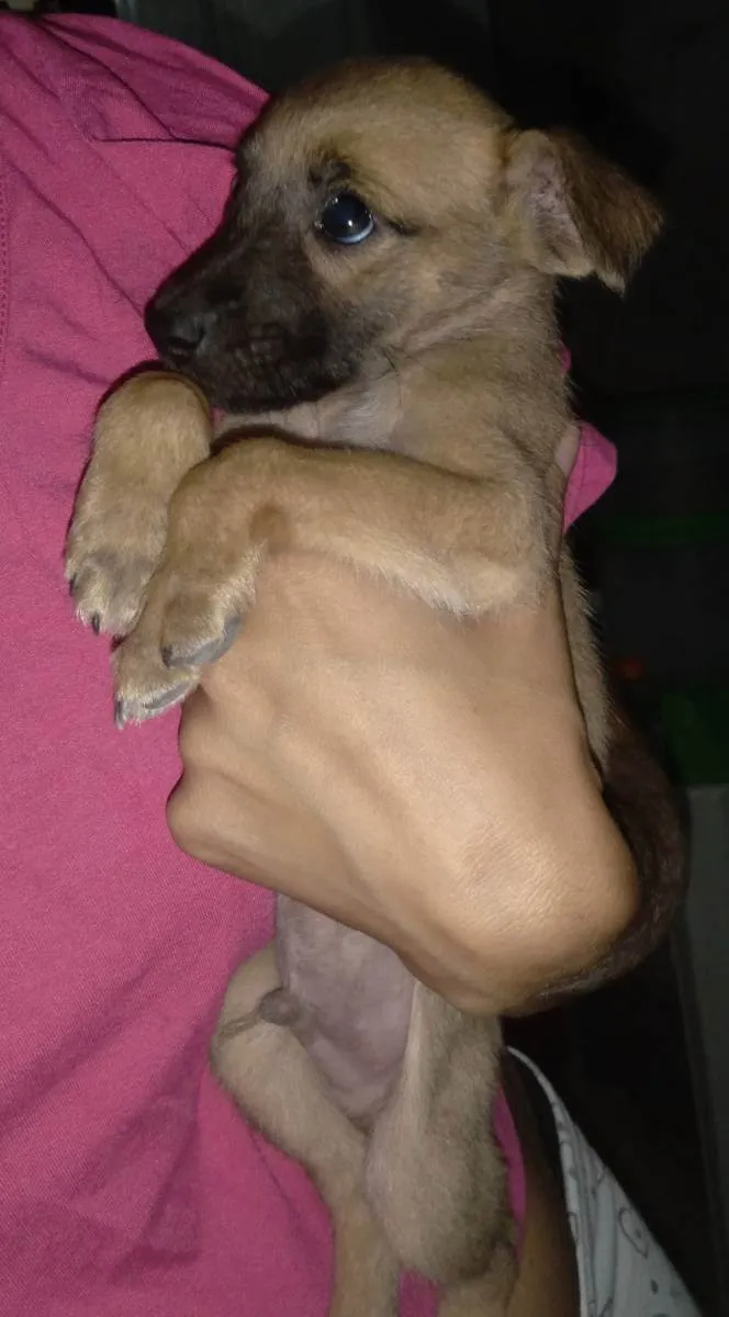 Cachorro ra a Vira-lata idade 2 a 6 meses nome Sem nome