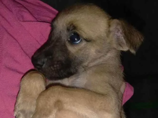 Cachorro ra a Vira-lata idade 2 a 6 meses nome Sem nome