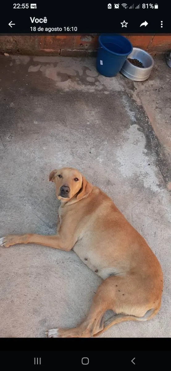 Cachorro ra a Sem raça idade 3 anos nome Meguie