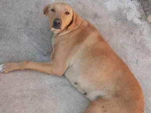 Cachorro raça Sem raça idade 3 anos nome Meguie