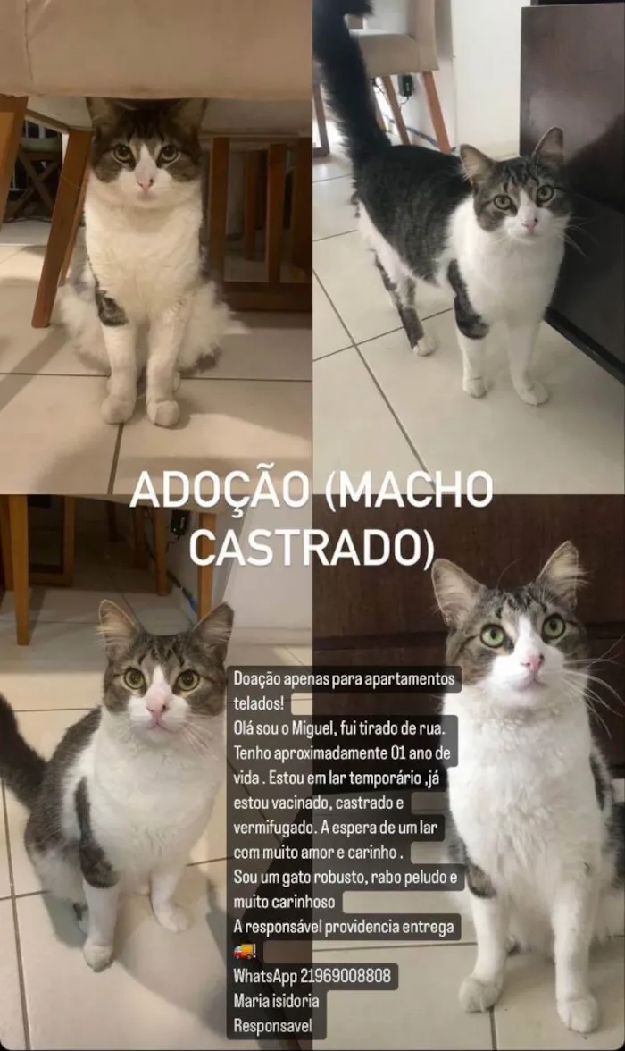Gato ra a SRD idade 1 ano nome Miguel