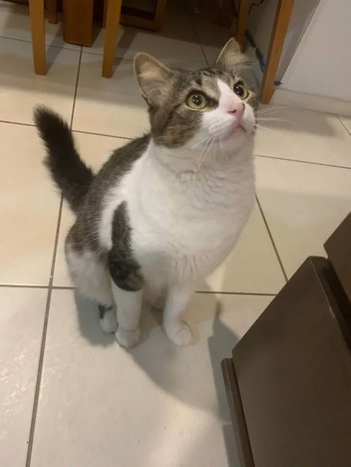 Gato ra a SRD idade 1 ano nome Miguel