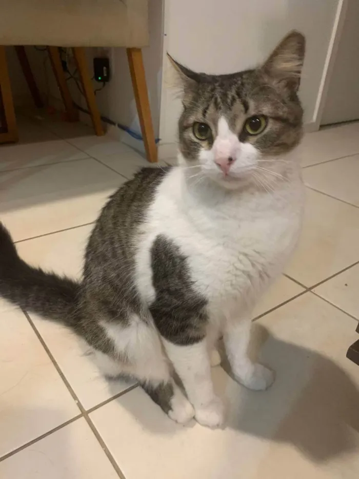 Gato ra a SRD idade 1 ano nome Miguel