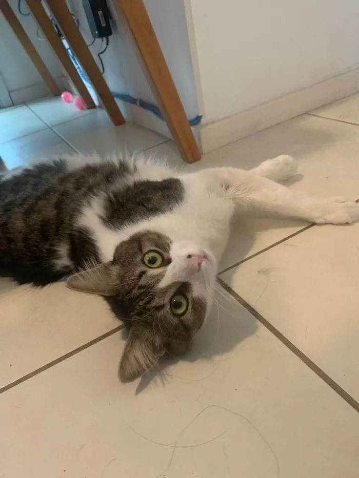 Gato ra a SRD idade 1 ano nome Miguel