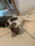 Miguel