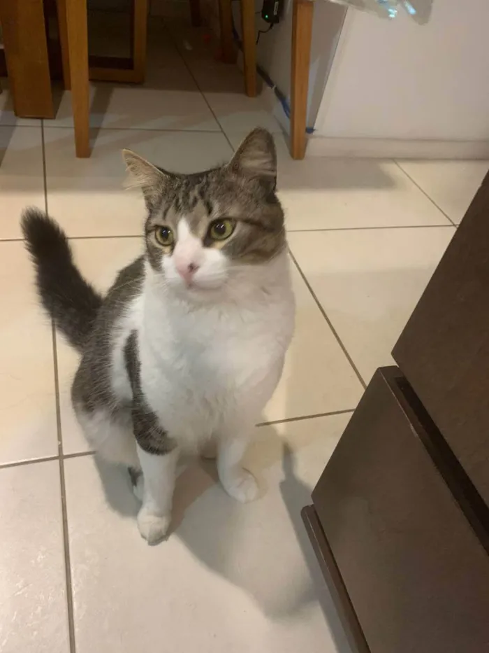 Gato ra a SRD idade 1 ano nome Miguel
