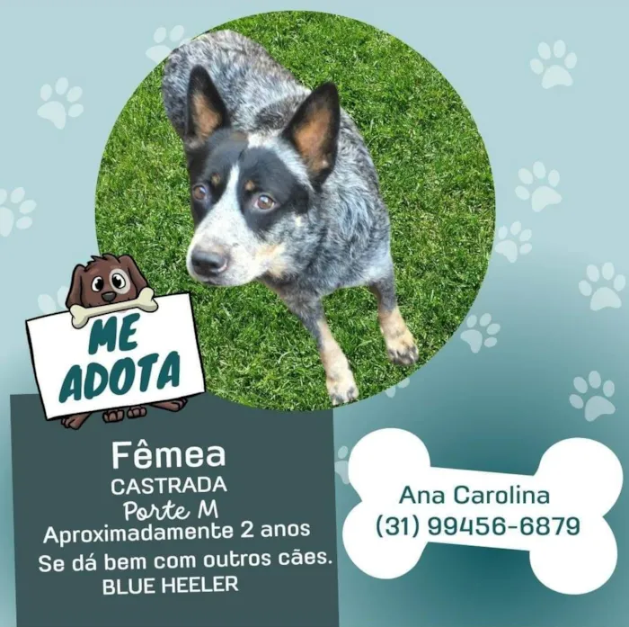Cachorro raça Blue Heeler  idade 2 anos nome Naná 