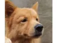Caramelo