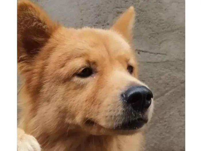 Cachorro ra a Viralata com chouchou idade 2 anos nome Caramelo
