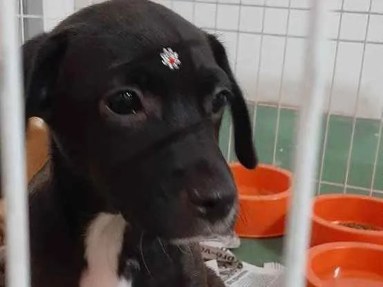 Cachorro raça SRD idade 2 a 6 meses nome Margot
