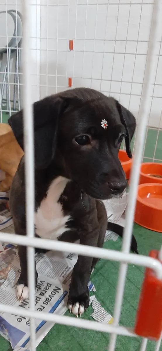 Cachorro raça SRD idade 2 a 6 meses nome Margot