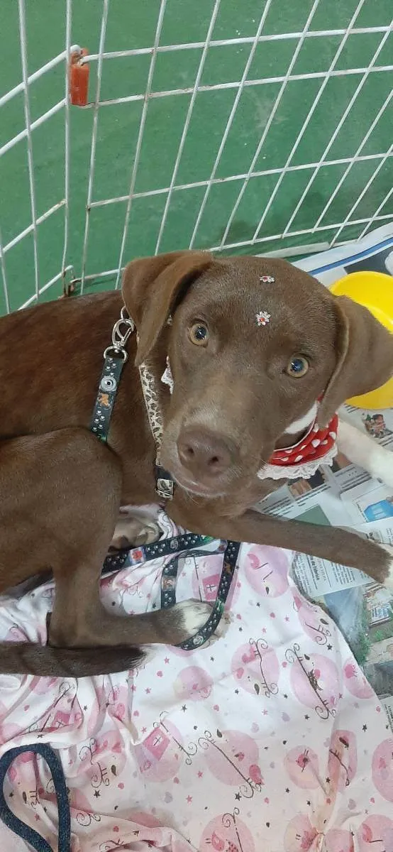 Cachorro raça Srd idade 2 a 6 meses nome Frida