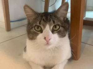 Gato raça SRD idade 1 ano nome Miguel