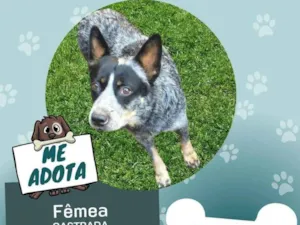 Cachorro raça Blue Heeler  idade 2 anos nome Naná 
