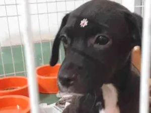 Cachorro raça SRD idade 2 a 6 meses nome Margot