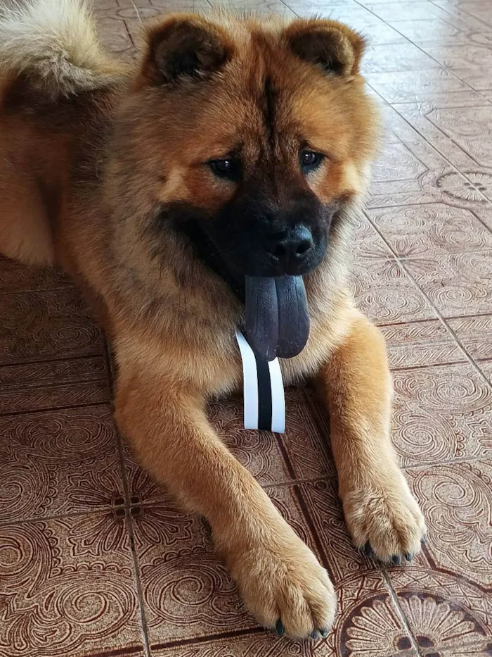 Cachorro ra a Chow Chow idade 1 ano nome Haru