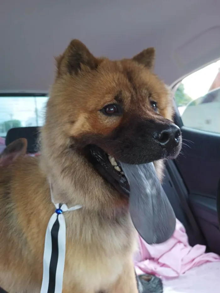 Cachorro ra a Chow Chow idade 1 ano nome Haru