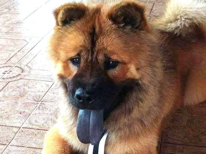 Cachorro ra a Chow Chow idade 1 ano nome Haru