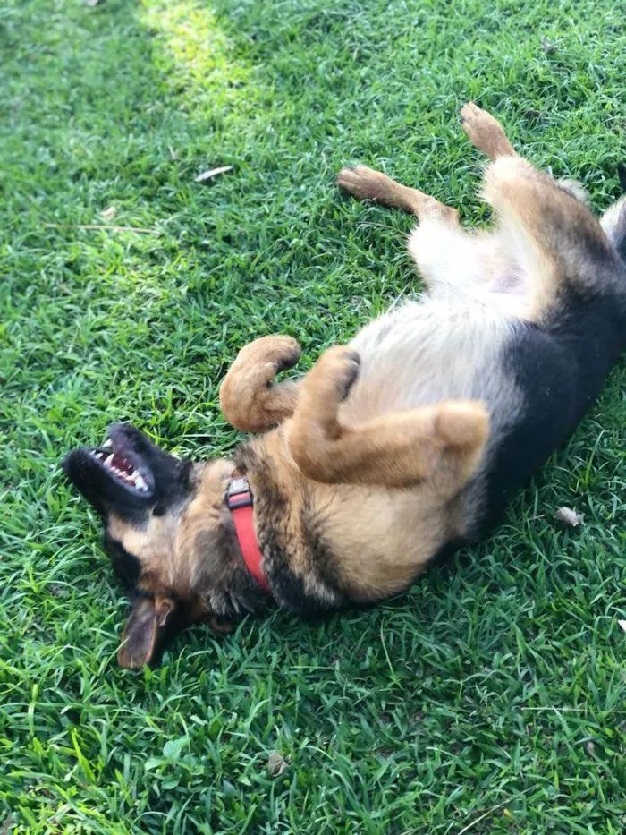 Cachorro ra a Pastor Alemao (Capa Preta) idade 7 a 11 meses nome Anubis