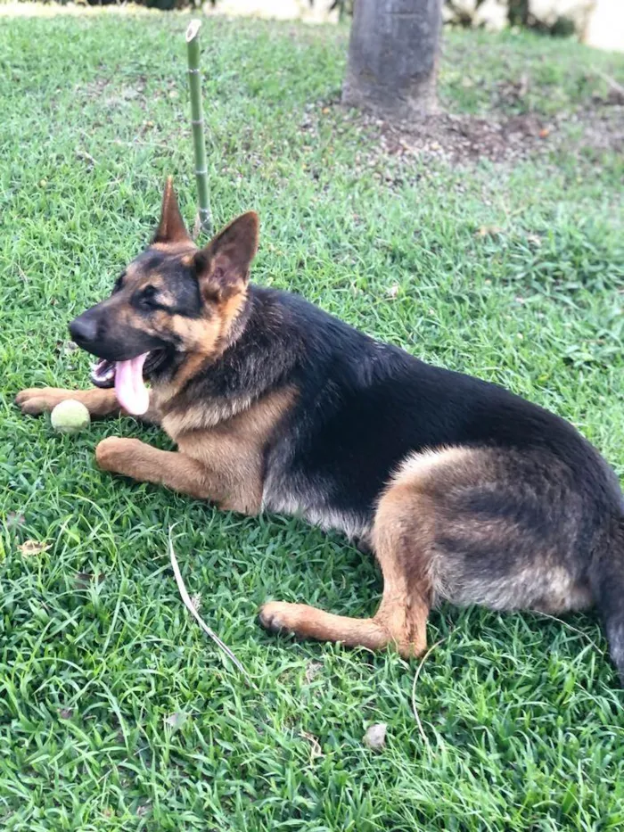 Cachorro ra a Pastor Alemao (Capa Preta) idade 7 a 11 meses nome Anubis