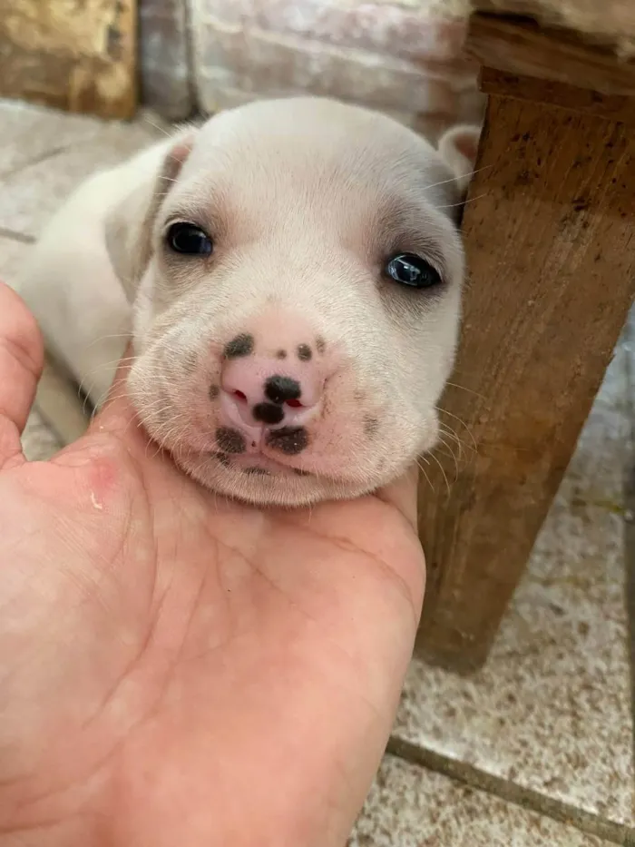 Cachorro ra a SRD idade Abaixo de 2 meses nome Branquinha