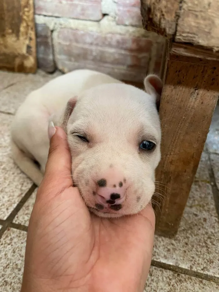 Cachorro ra a SRD idade Abaixo de 2 meses nome Branquinha
