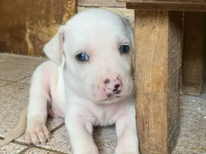 Cachorro raça SRD idade Abaixo de 2 meses nome Branquinha