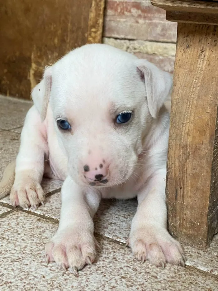Cachorro ra a SRD idade Abaixo de 2 meses nome Branquinha